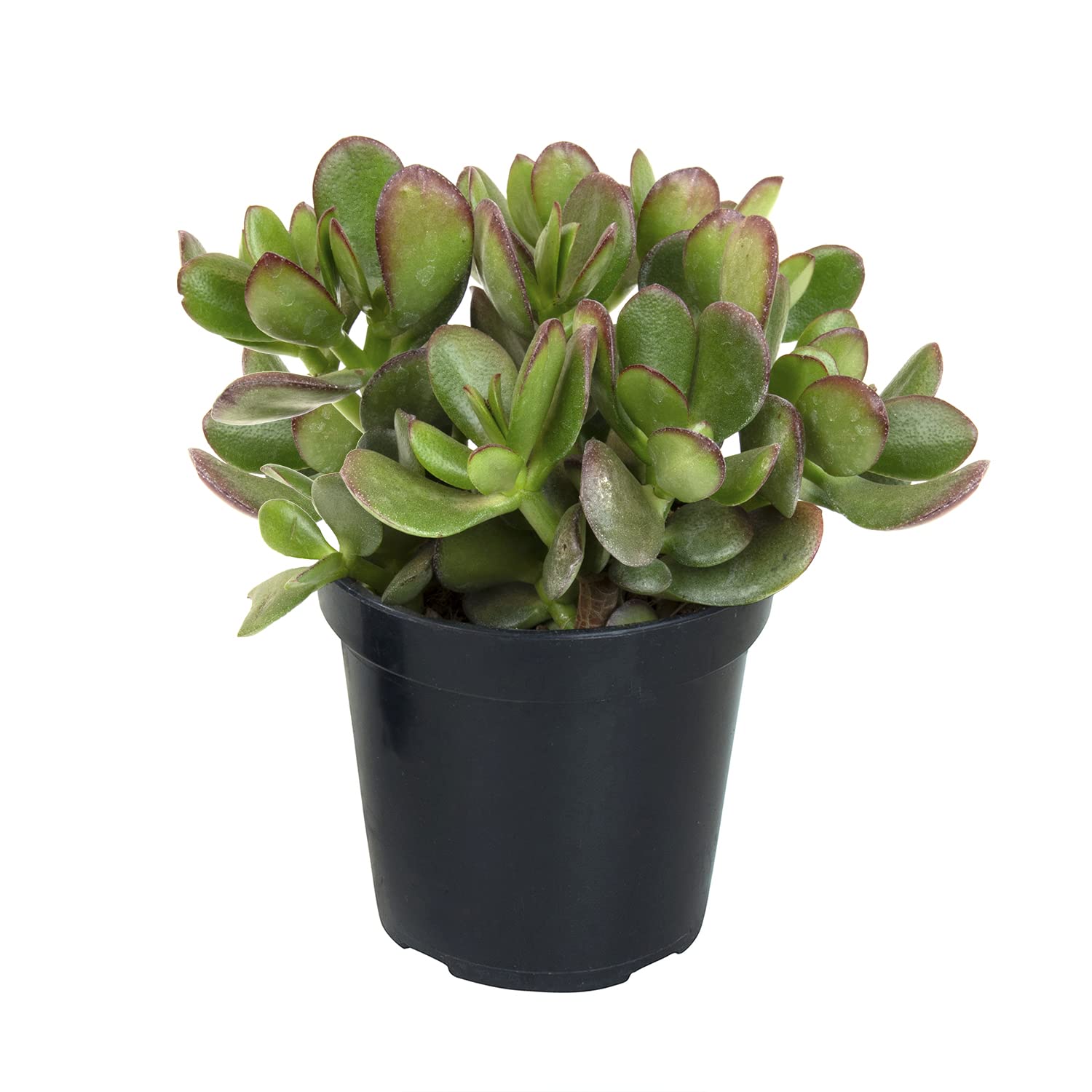 Live Jade Plant in a black nursery pot