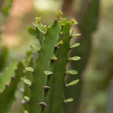 African Milk Tree — Flowers