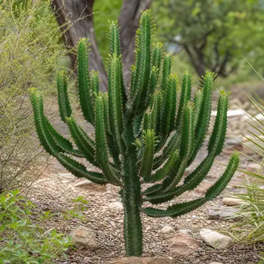African Milk Tree — Growth form