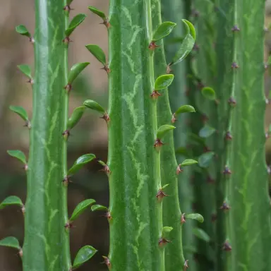 African Milk Tree — Leaf detail