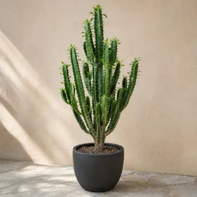 African Milk Tree — Whole plant