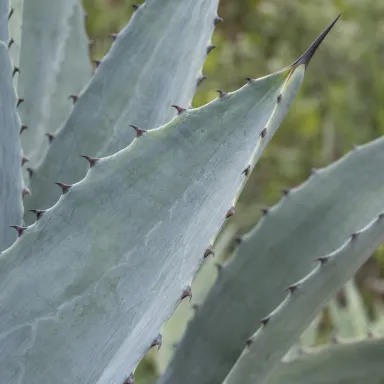 Century Plant — Leaf detail