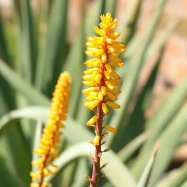 Aloe Vera — Flowers
