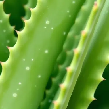 Aloe Vera — Leaf detail