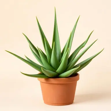 Aloe Vera — Whole plant