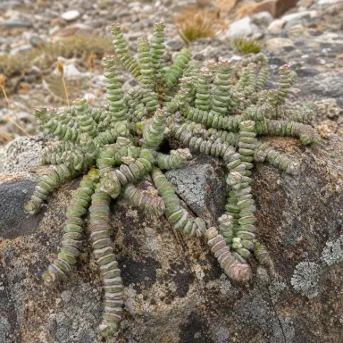 Baby Necklace — Growth form