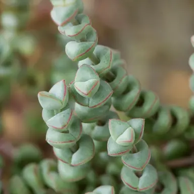 Baby Necklace — Leaf detail