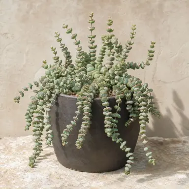 Baby Necklace — Whole plant