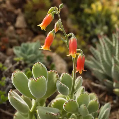 Bear's Paw — Flowers