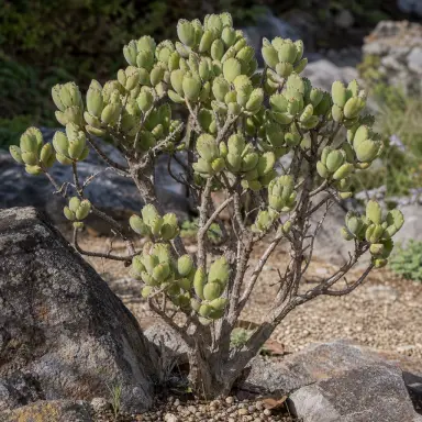 Bear's Paw — Growth form