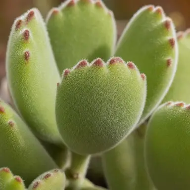 Bear's Paw — Leaf detail