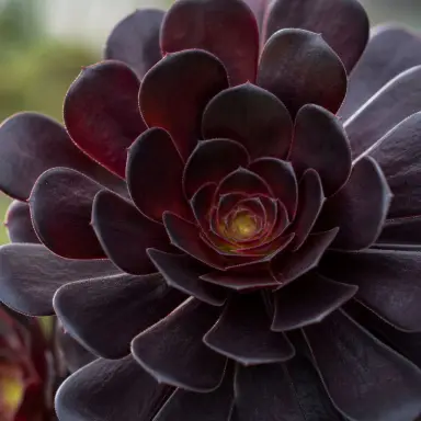 Black Rose — Leaf detail