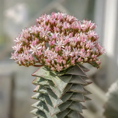 Buddha's Temple — Flowers