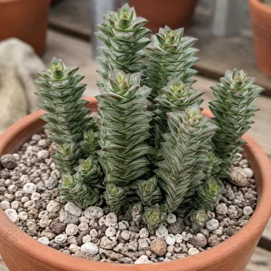 Buddha's Temple — Growth form