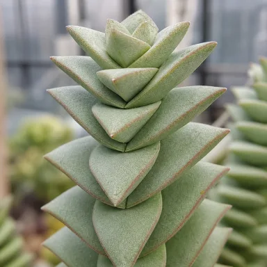 Buddha's Temple — Leaf detail