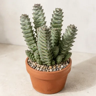 Buddha's Temple — Whole plant