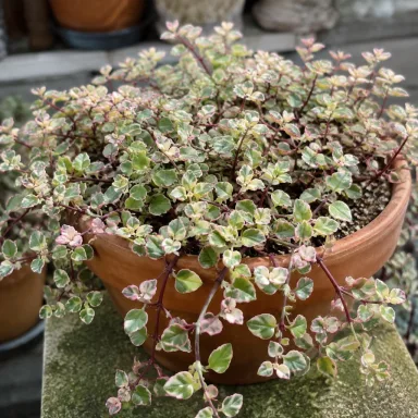 Calico Kitten — Growth form
