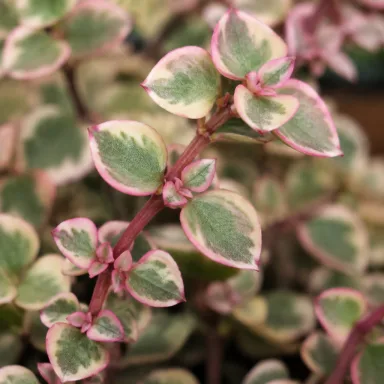 Calico Kitten — Leaf detail
