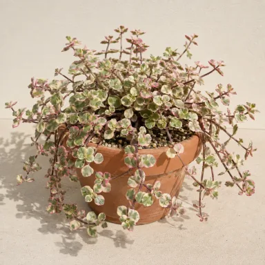 Calico Kitten — Whole plant