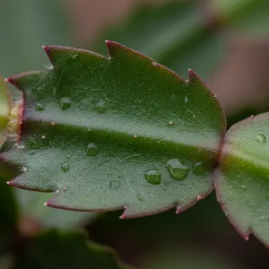 Christmas Cactus — Leaf detail