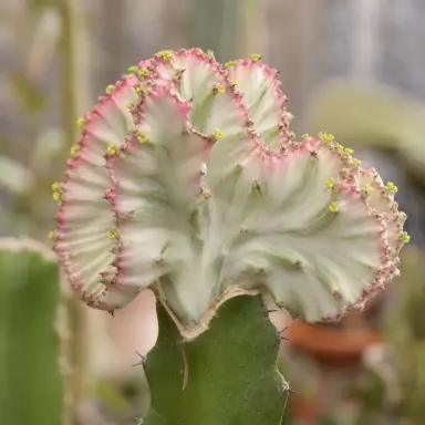 Coral Cactus — Flowers