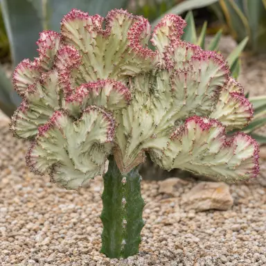 Coral Cactus — Growth form