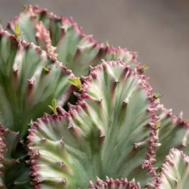 Coral Cactus — Leaf detail