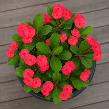 Crown of Thorns — Growth form