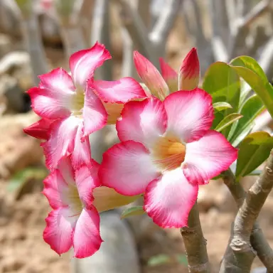 Desert Rose — Flowers