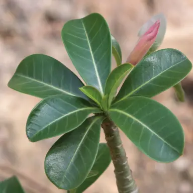 Desert Rose — Leaf detail