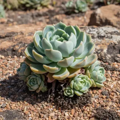 Echeveria — Growth form