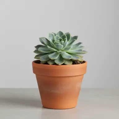 Echeveria — Whole plant
