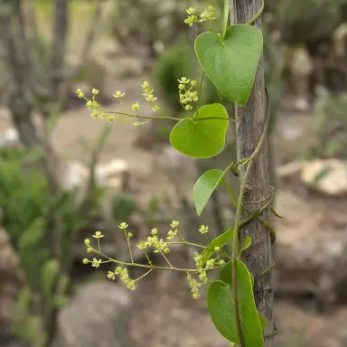 Elephant's Foot — Flowers