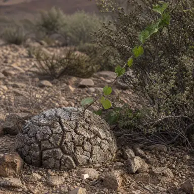 Elephant's Foot — Growth form