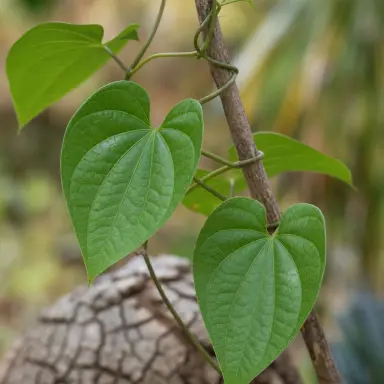 Elephant's Foot — Leaf detail