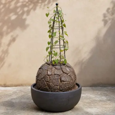 Elephant's Foot — Whole plant