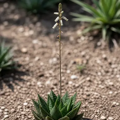 Fairy Washboard — Flowers