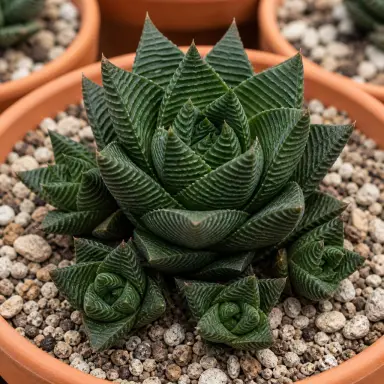 Fairy Washboard — Growth form
