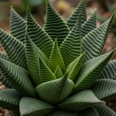 Fairy Washboard — Leaf detail