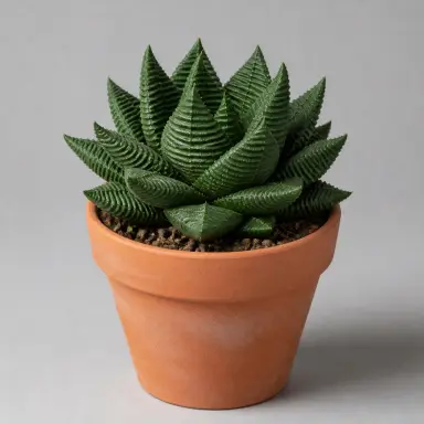 Fairy Washboard — Whole plant