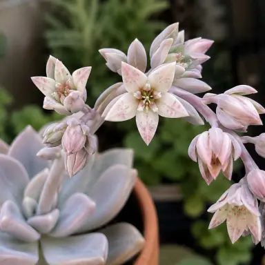 Ghost Plant — Flowers