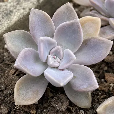 Ghost Plant — Growth form