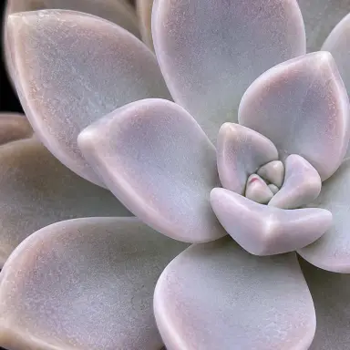 Ghost Plant — Leaf detail