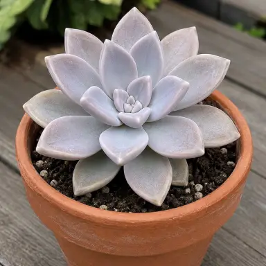 Ghost Plant — Whole plant