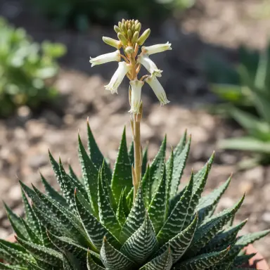 Zebra Haworthia — Flowers