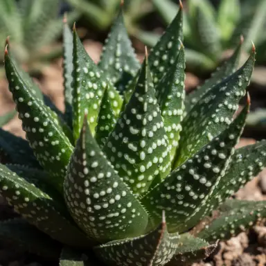 Zebra Haworthia — Leaf detail