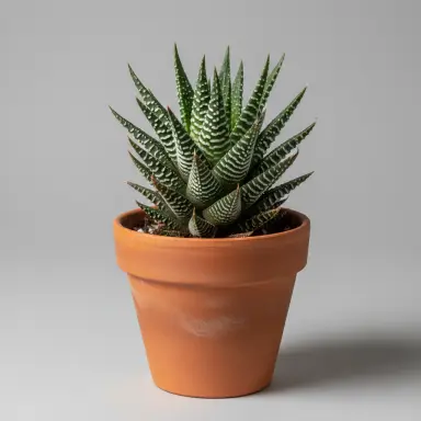 Zebra Haworthia — Whole plant