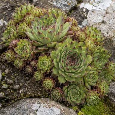 Hens and Chicks — Growth form