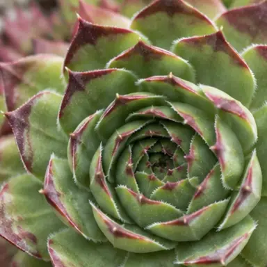 Hens and Chicks — Leaf detail