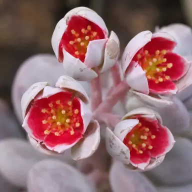 Moonstones — Flowers